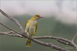 <p>ŽLUVA HAJNÍ (Oriolus oriolus) - jižní Morava - Pouzdřanská step ---- /Eurasian golden oriole - Pirol/</p>